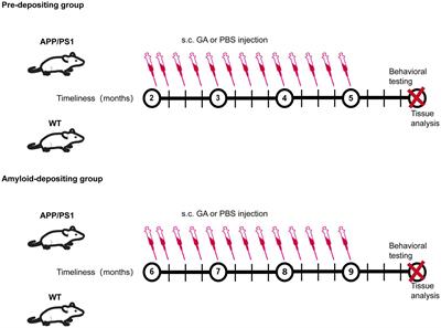 Treatment with glatiramer acetate in APPswe/PS1dE9 mice at an early stage of Alzheimer’s disease prior to amyloid-beta deposition delays the disease’s pathological development and ameliorates cognitive decline